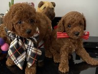 Güzel Suratlı Poodle Yavrular