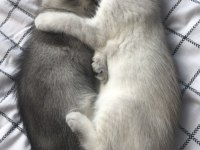Beyaz maviş safkan scottish fold yavru