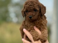 Mocha tadında toy poodle bebeklerim
