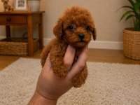 Red Toy Ve Micro Poodle Yavruları Aşılı Sağlıklı