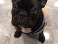 6 aylık dişi french bulldog