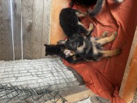 55 Günlük Alman Çoban Köpeği Yavruları
