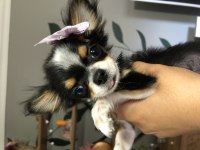 Nefis chocolate ve tri color chihuahua bebekler