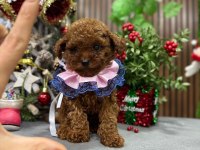 Bebek yüzlü poodle kızımız