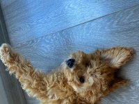 Altın tüylü 3 aylık toy poodle yavru