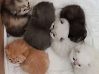 Scottish fold ve british bebeklerimiz
