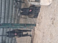 Sevgine zamanına emeğine değecek köpek arayanlara
