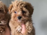 KİLO GARANTİLİ IRKININ EN İYİLERİ MALTİPOO