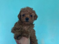 Poodle yavrularımız 40 günlük oldular