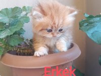 British Longhair Golden secereli anne babadan