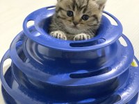 Sahibinden Golden Black Tabby British Shorthair Erkek Yavru