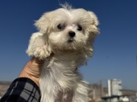 Petmode köpek çiftliğinden kore kan maltese