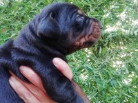 FCI KIF ŞECERELİ A CLAS DOBERMAN YAVRULARI
