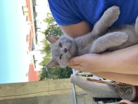 2 Aylık Yavrular scottish fold