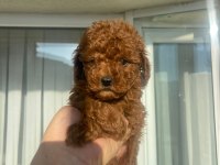 SAFKAN TOY POODLE RED BROWN YAVRULAR