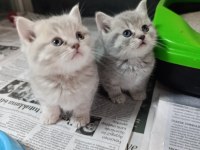 Sevimli British Shorthair Bebekler