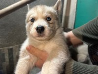 Saf kan husky yavrusu