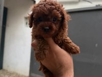 Kısa kuyruk kore dark brown yavrular