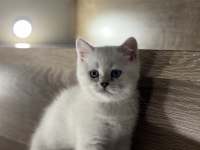 Brıtısh Shorthair Sılver Yavrularım