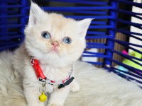 British shorthair krem rengi yavru