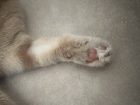 Ücretsiz sahiplendirilecek scottish fold