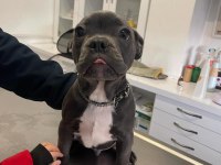 A kalite ırk sağlık garantili french bulldog yavrular