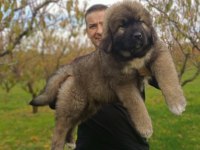 Kafkas çoban köpeği yavrumuz