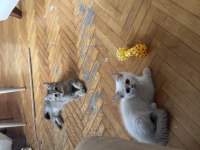 British shorthair kedilerimiz sahiplendirilecektir