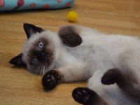 50 günlük british shorthair blue chıcalate dişi
