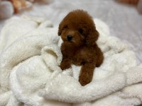 Küçük Boy Kore Poodle Köpeklerimiz