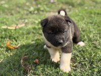 Safkan amerikan akita yavrular