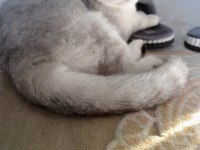 Scottish fold silver