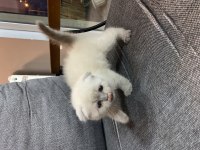 British shorthair bebeklerimiz