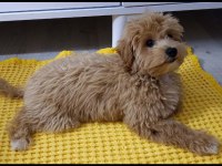 Sevimli Maltipoo