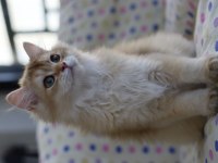 British longhair erkek kedimiz