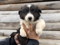 En Zeki ırk Border Collie bebekler