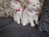 Cins kedi biritichsahibinden çok oyuncuysam bir maskot