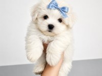Terrier maltese 0 numara