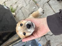Bakımlı Yavru Köpekler