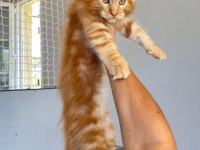 Mainecoon 2,5 Aylık Erkek Red 