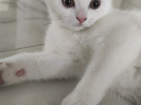 3 Aylık Erkek British Shorthair