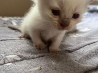4 HAFTALIK YAVRULAR YUVALARINI BEKLİYOR BRİTİSH