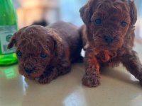 Muhteşem kore poodle yavrular