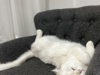 Kedimiz Pamuk Hanım Yeni Yuva Arıyor