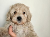 Maltipoo yavru köpeğimiz