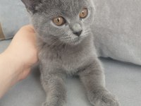 4 aylık british shorthair aşıları vurulmadı
