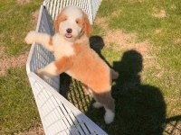 Çok özel giant poodle yavrularımız