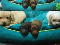 golden retriever muhteşem yavrular