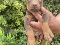 Safkan Kızıl Yavru Doberman