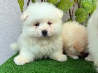 POMERANİAN SPİTZ ERKEK